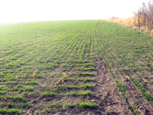 Property photo 16 - 60 Acres Offered in 2 Tracts